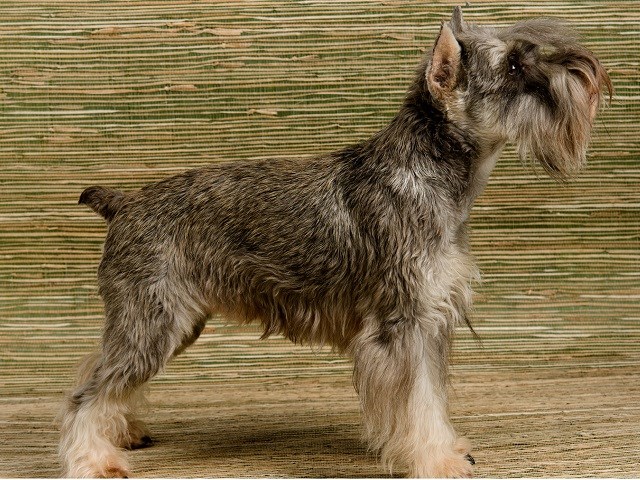 Standard Schnauzer thumbnail